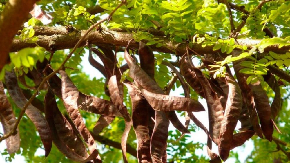 En tiempos recientes, la&nbsp;algarroba&nbsp;ha atraído la atención en el ámbito de la alimentación saludable.&nbsp;
