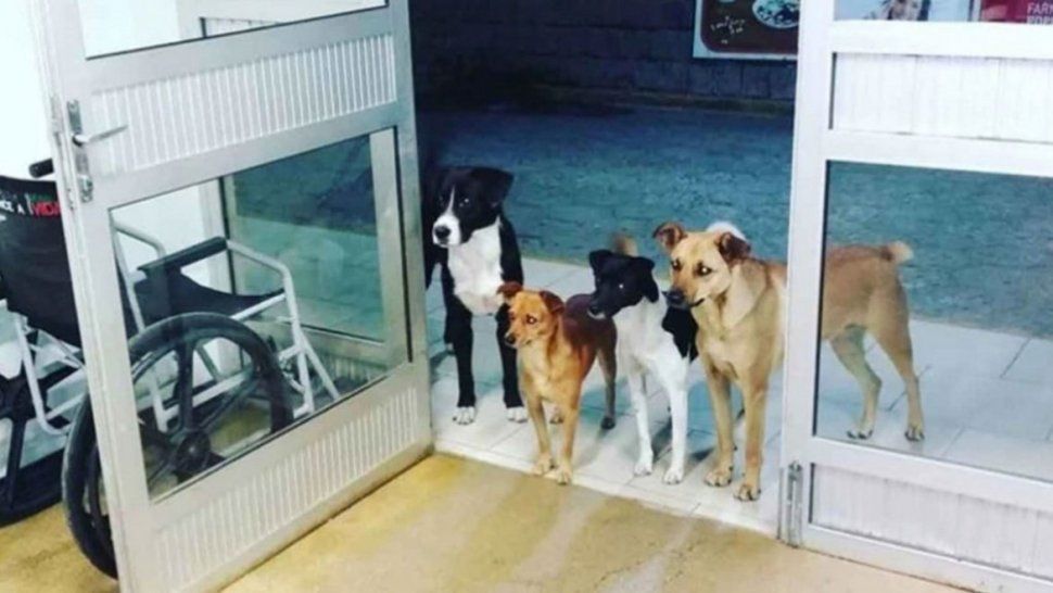 Conmovedor: cuatro perros esperaron afuera de un hospital mientras atendían a su dueño