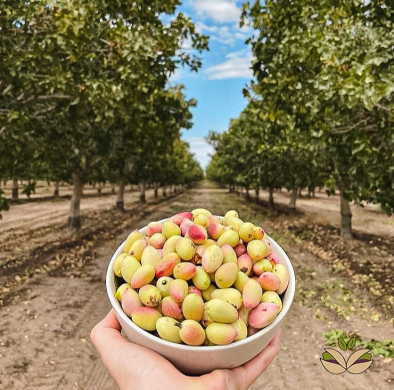 La fiebre por este fruto seco hizo que muchas empresas vieran una oportunidad a largo plazo para invertir, considerando la alta demanda proyectada para los próximos años
