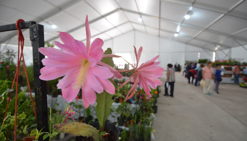 Aumento el precio de las flores en Jujuy