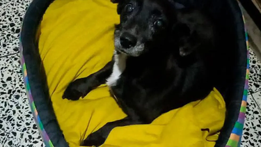 Lola, la perra que se perdió en Córdoba y apareció en Jujuy.