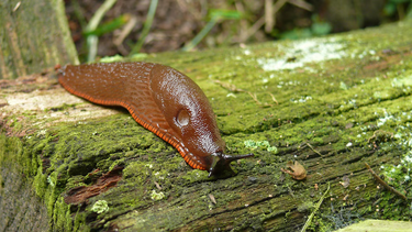 Las babosas prefieren ambientes oscuros y húmedos, refugiándose debajo de piedras y hojas para mantener su humedad corporal (Freepik)