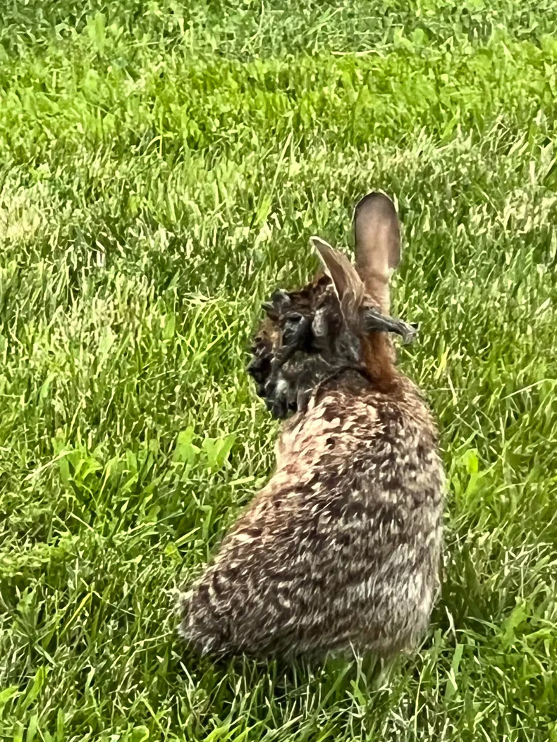 Según el Departamento de Parques y Vida Silvestre de Colorado, los crecimientos de cuernos y tentáculos no dañan a los conejos salvajes de EE.UU., a menos que sea un problema al momento de comer y beber.   