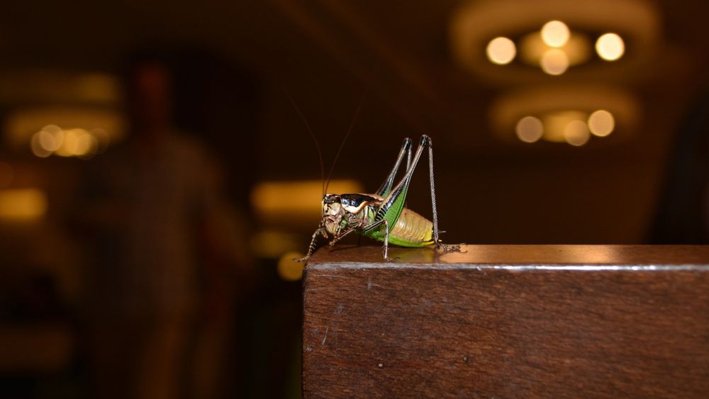 El significado espiritual de escuchar grillos en tu casa.&nbsp;