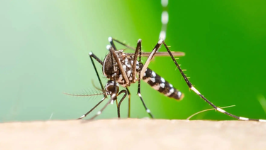Chikungunya.