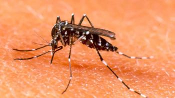 Casi la mitad de los casos de dengue están en San Salvador de Jujuy