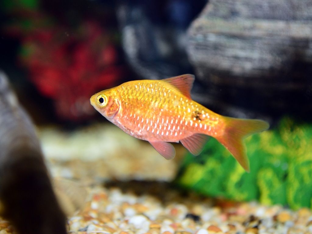 Pez dorado