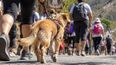 Río Blanco: por qué aconsejan dejar a las mascotas en casa (Foto generada con IA)