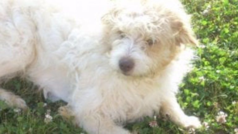 caniche millonario.png