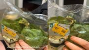 Increíble hallazgo en un supermercado: compró una ensalada y encontró una rana viva. Increíble hallazgo en un supermercado: compró una ensalada y encontró una rana viva.