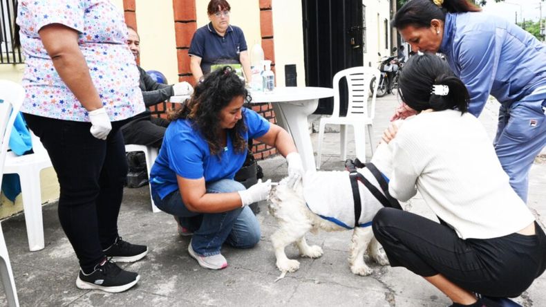 Campaña de Vacunación Antirrábica en San Salvador de Jujuy (Archivo)
