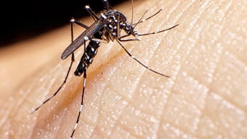 Confirmaron tres casos de dengue en Jujuy y hay 150 en estudio