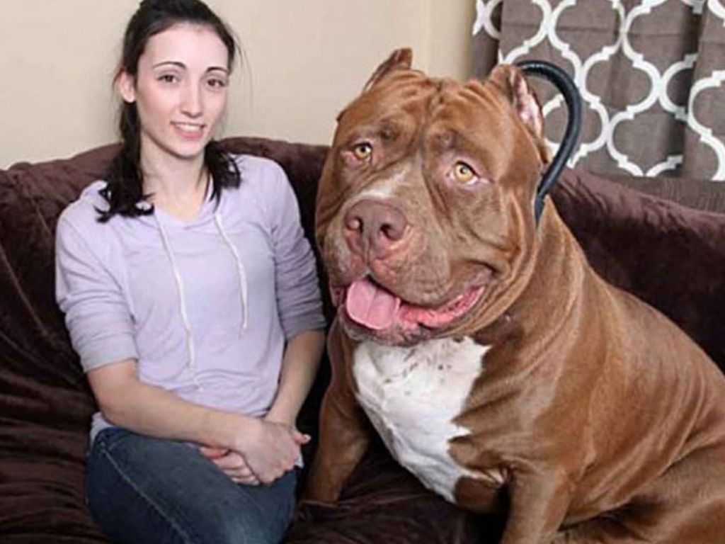 Hulk, el perro más grande del mundo
