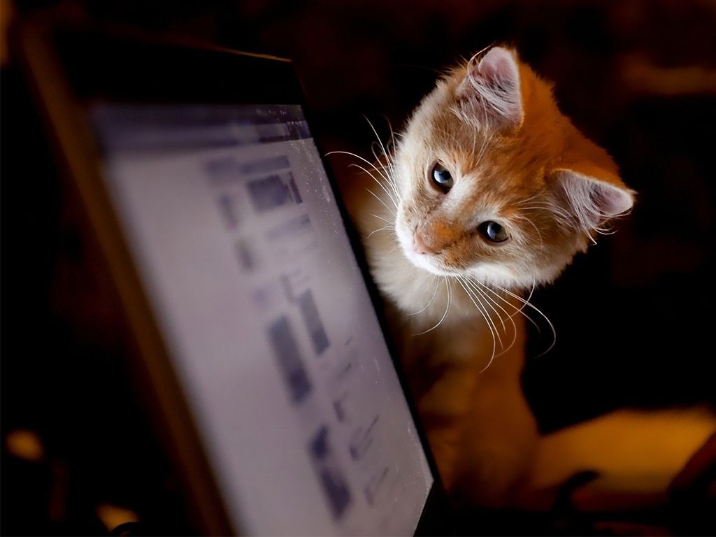 Mirar videos de gatitos